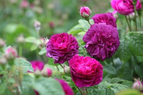 Плетистые розы, посадка и уход. 22 фото. Красивые интерьеры и дизайн